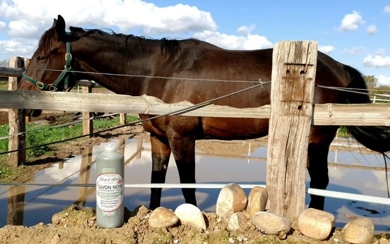 Savon noir pour les animaux domestiques