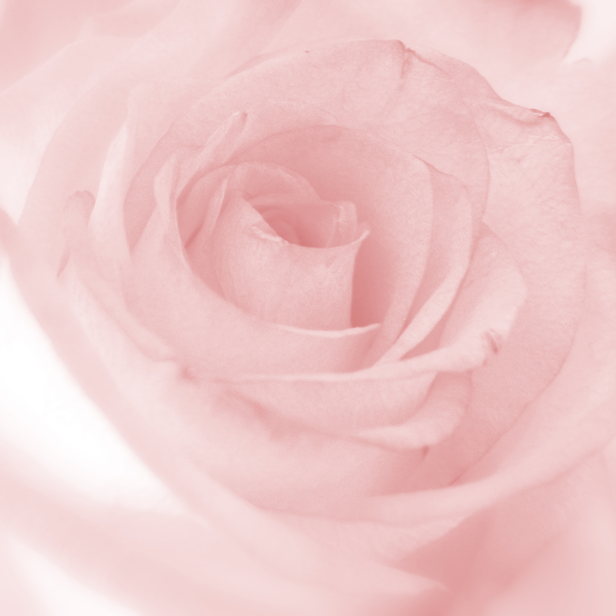 Savons surgras Rose de Grasse 3x150g