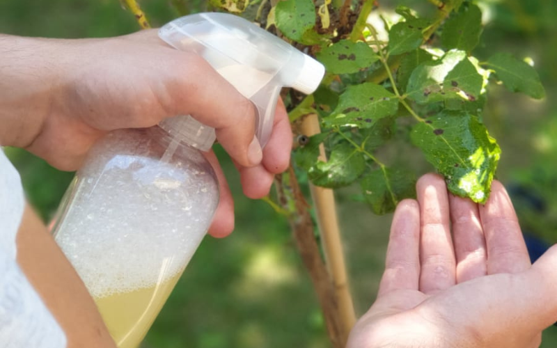 Comment utiliser le savon noir comme insecticide ?
